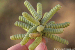 Tornillo Mesquite tree