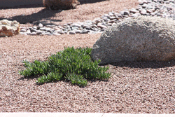 Ice Plant ground cover