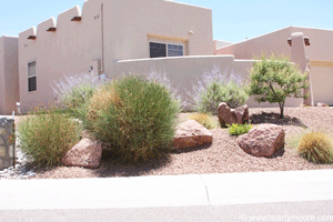 Large Spanish Broom