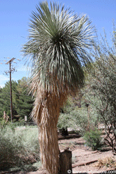 Yucca