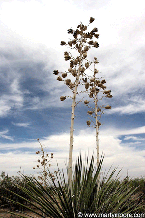 Yucca "elata"