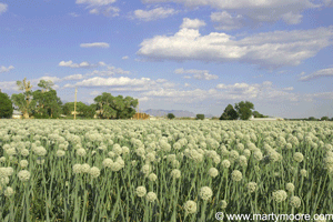 Field of onions using herbicide