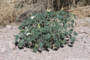 Jimsonweed