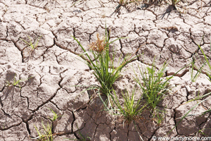 Nutsedge weed