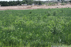 Field of onions without the use of herbicides