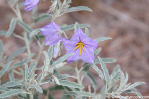 Silverleaf Nightshade weed