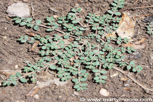 Spurge weed