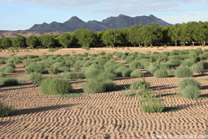 Field of Tumbleweeds