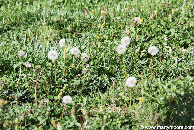 Dandelion weed